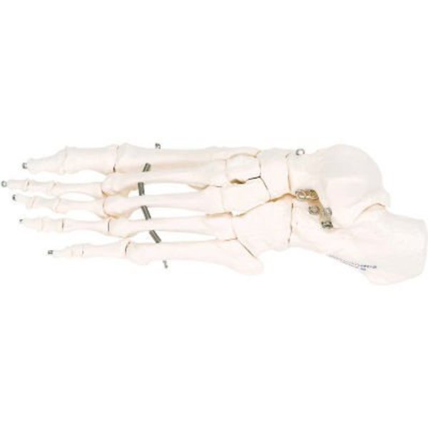 Fabrication Enterprises 3B® Anatomical Model - Loose Bones, Foot Skeleton, Left 12-4584L
